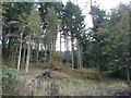 Forest above Bonskeid House in PH16 5NP