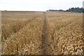 Path through a wheat field in WA3 5AR