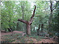 Dead tree in Galleyhill Green in EN9 2LU