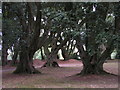 Trees in Bicton Park in EX9 7EF