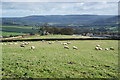 Sheep above Cowling Hill in BD22 0LR