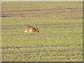 Hare (Lepus europaeus) in PH12 8TE