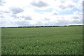 Large wheat field in RM14 3RE