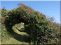 Arch on the coast path in PL11 3JQ