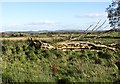 A fallen tree, Greyrigg in FK1 2DH