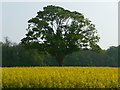 Amport - Field Of Rape Seed in SP11 8JE