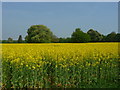 Amport - Oilseed Rape in SP11 8JE