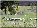 Sheep near Blacklunans in PH10 7JZ