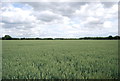 A flat wheat field in RM14 3RE