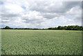 A flat field of wheat in RM14 3RE