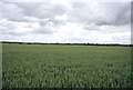 Wheat, Orsett Fen in RM16 3AN