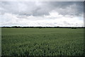 Wheat field, Orsett Fen in RM16 3AN
