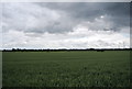 Farmland, Orsett Fen in RM16 3AN