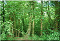 Woodland by the Downs Link in RH13 9XJ