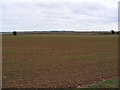 Fields at Red House Farm in Falkenham
