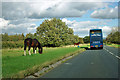 Horses by the A172 in TS9 5LF