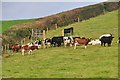 Mid Devon : Cows on the Hillside in EX16 9QS
