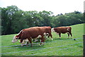 Cattle by the Greensand Way in GU6 7NR