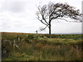 Fence and gate on Worth Hill in Withypool and Hawkridge