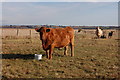 Grazing marsh cattle in SS4 3PF