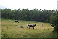 Horses, Mardyke Valley in RM16 3NL