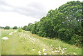 Trees by the Mar Dyke in RM16 3NL