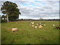 Sheep grazing at Sparkford in BA22 7JF