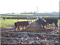 Cows in the Field overlooking Clarborough in DN22 9NA