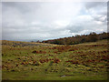 Limestone grassland, northern Whitbarrow in Crosthwaite and Lyth