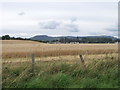 Cereal crop in field south of Bankfoot in PH1 4EE
