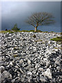 Tree and limestone scree, Township Allotment in Crosthwaite and Lyth