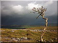 A tree barely surviving, Township Allotment in Crosthwaite and Lyth