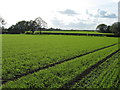 Fields south of Eaton House Farm in CW9 8JB