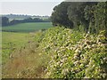 Hedgerow near Thornton Farm in CT14 0JZ