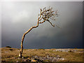A tree on Township Allotment, Whitbarrow in Crosthwaite and Lyth