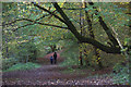Path through beech woods in Den o' Alyth in PH11 8JD