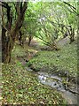 The infant River Rother near Pisley in Pilsley