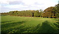 Farm Woodland in HG4 3NU