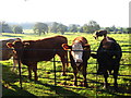 Cattle at Newton Park in BA2 9BR