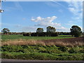Field on road to Clayworth from Hayton in DN22 9BB