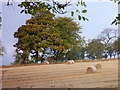 More bales at Easter Ardross in IV17 0XN