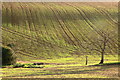 Fields below North Hill in DT6 4NH