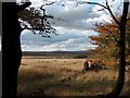 View to the moorland pool from Broadshaw plantation in S10 4QZ