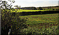 Fields beside the B1040 near Potton in SG19 2RQ