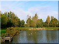 Gulls on the lake at Mouldon Hill Country Park, Swindon in SN5 4FS