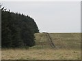 The western edge of the plantation on Waterhead Common in Waterhead