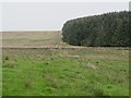 Moorland and plantation north of the B6318 in Waterhead