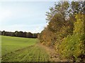 Woodland and Field Boundary near Dean's Plantation in NG20 8HJ