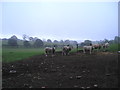 Young cattle in SY8 2EG