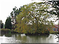 Tree on Frogs Island in CM3 8BQ